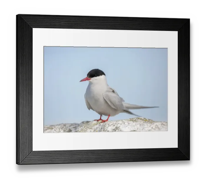 Framed Print : Arctic Tern (Sterna paradisaea), Farne Islands, United Kingdom Framed Print : Arctic Tern (Sterna paradisaea), Farne Islands, United Kingdom