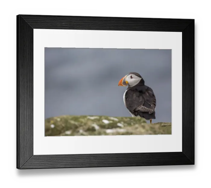 Framed Print : Atlantic Puffin (Fratercula arctica), Farne Islands, United Kingdom Framed Print : Atlantic Puffin (Fratercula arctica), Farne Islands, United Kingdom