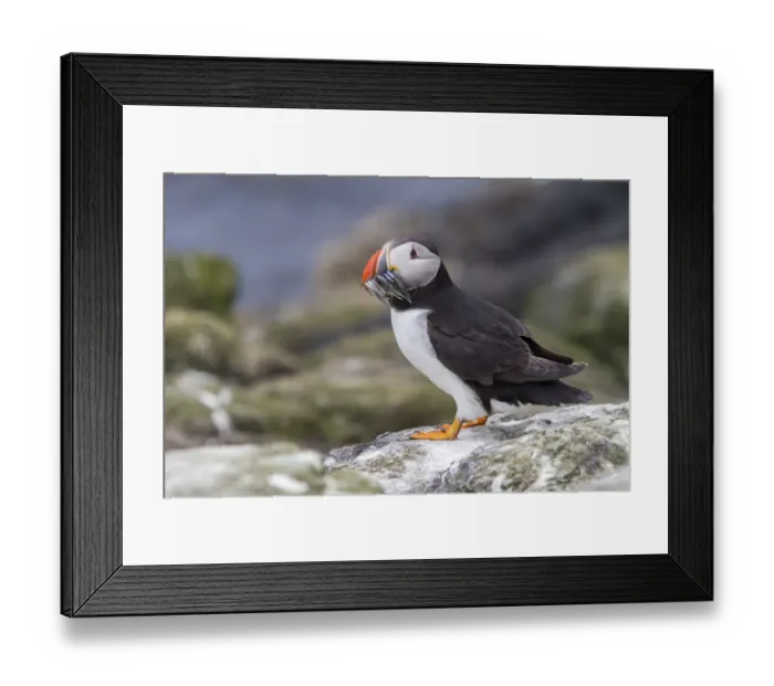 Framed Print : Atlantic Puffin (Fratercula arctica) with sandeels, Farne Islands, United Kingdom Framed Print : Atlantic Puffin (Fratercula arctica) with sandeels, Farne Islands, United Kingdom