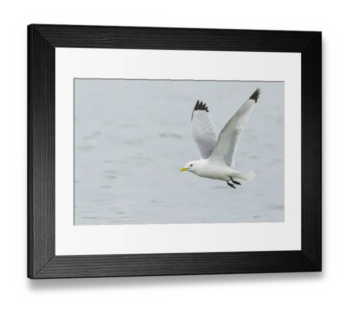 Framed Print : Black-legged Kittiwake (Rissa tridactyla) flying, Alaska, USA