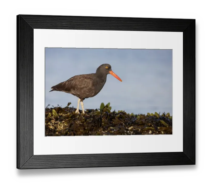Framed Print : Black Oystercatcher (Haematopus bachmani), Washington, USA Framed Print : Black Oystercatcher (Haematopus bachmani), Washington, USA