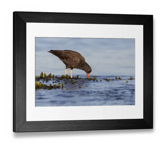 Framed Print : Black Oystercatcher (Haematopus bachmani), Washington, USA Framed Print : Black Oystercatcher (Haematopus bachmani), Washington, USA