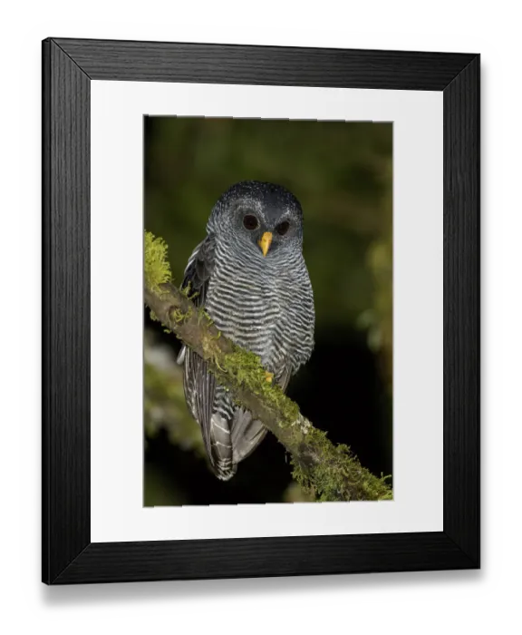 Framed Print : Black-banded Owl (Strix huhula), Ecuador Framed Print : Black-banded Owl (Strix huhula), Ecuador