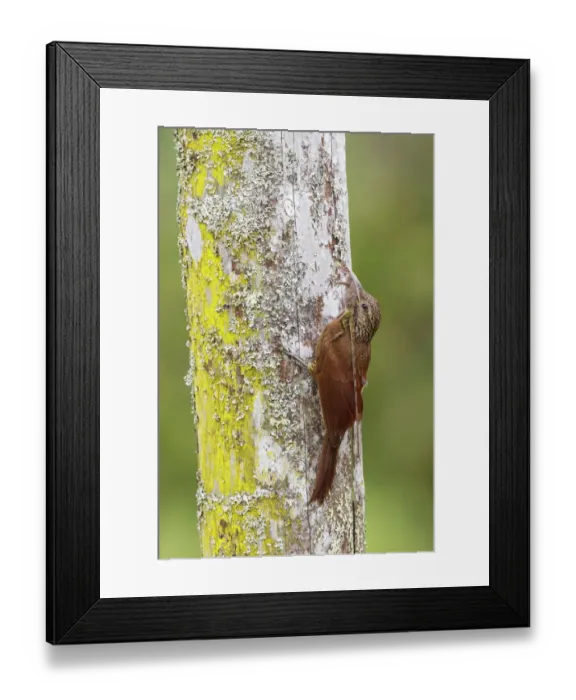 Framed Print : Black-banded Woodcreeper (Dendrocolaptes picumnus), Manu National Park, Peru