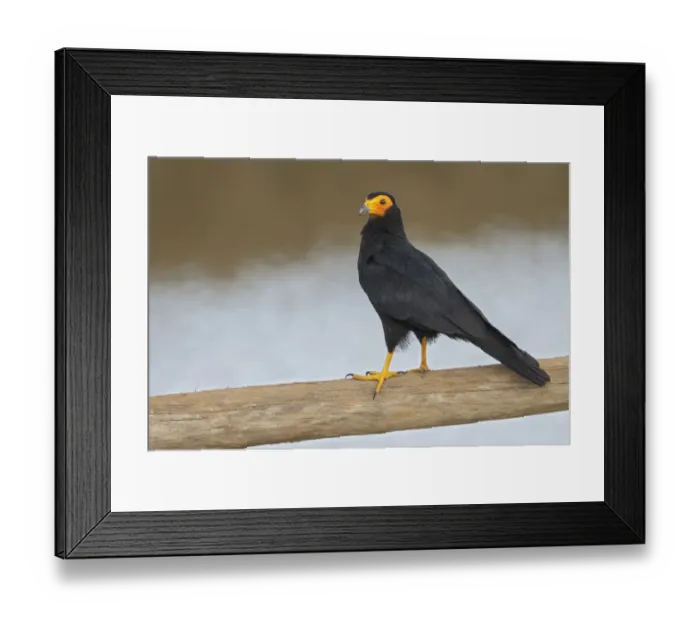 Framed Print : Black Caracara (Daptrius ater) perched on a branch, Manu National Park, Peru Framed Print : Black Caracara (Daptrius ater) perched on a branch, Manu National Park, Peru