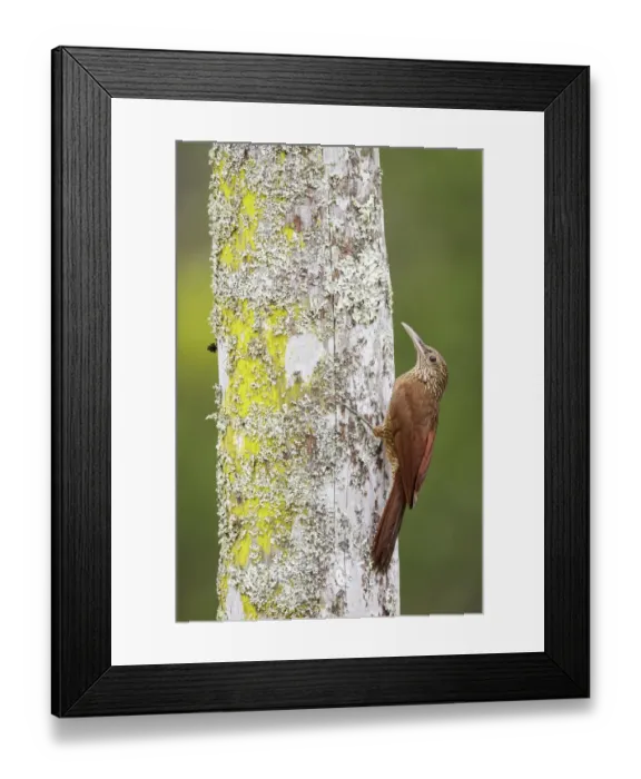 Framed Print : Black-banded Woodcreeper (Dendrocolaptes picumnus), Manu National Park, Peru Framed Print : Black-banded Woodcreeper (Dendrocolaptes picumnus), Manu National Park, Peru