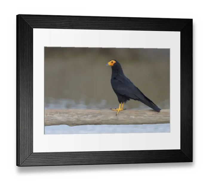 Framed Print : Black Caracara (Daptrius ater) perched on a branch, Manu National Park, Peru Framed Print : Black Caracara (Daptrius ater) perched on a branch, Manu National Park, Peru