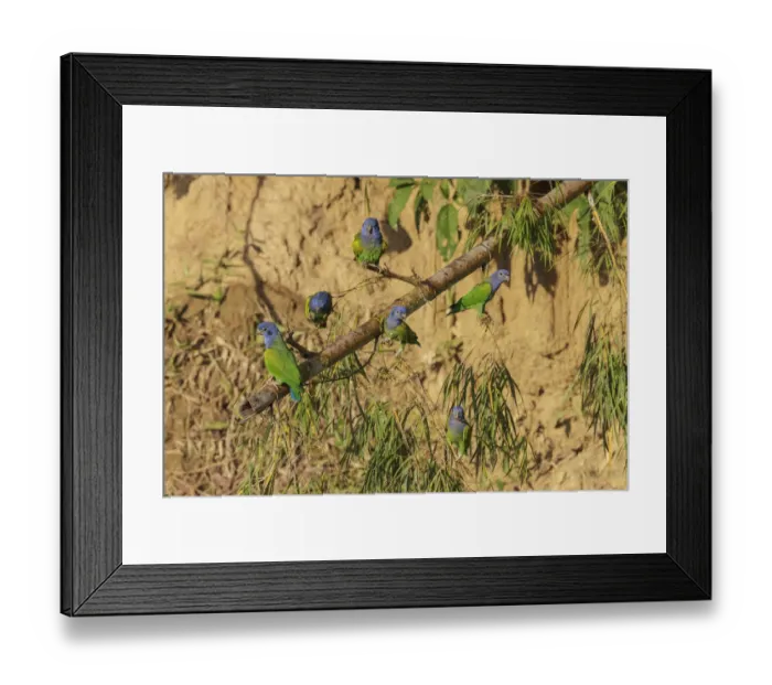 Framed Print : Blue-headed Parrot (Pionus menstruus), Manu National Park, Peru Framed Print : Blue-headed Parrot (Pionus menstruus), Manu National Park, Peru