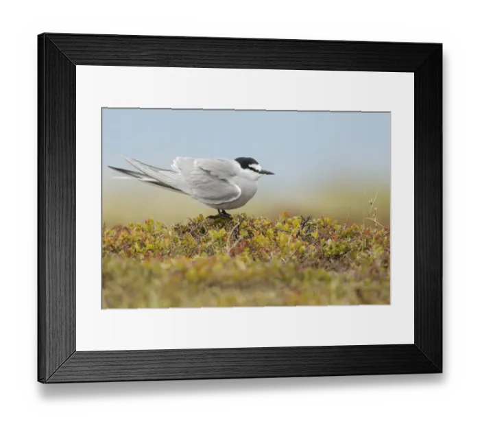 Framed Print : Aleutian Tern (Onychoprion aleuticus), Alaska, USA Framed Print : Aleutian Tern (Onychoprion aleuticus), Alaska, USA