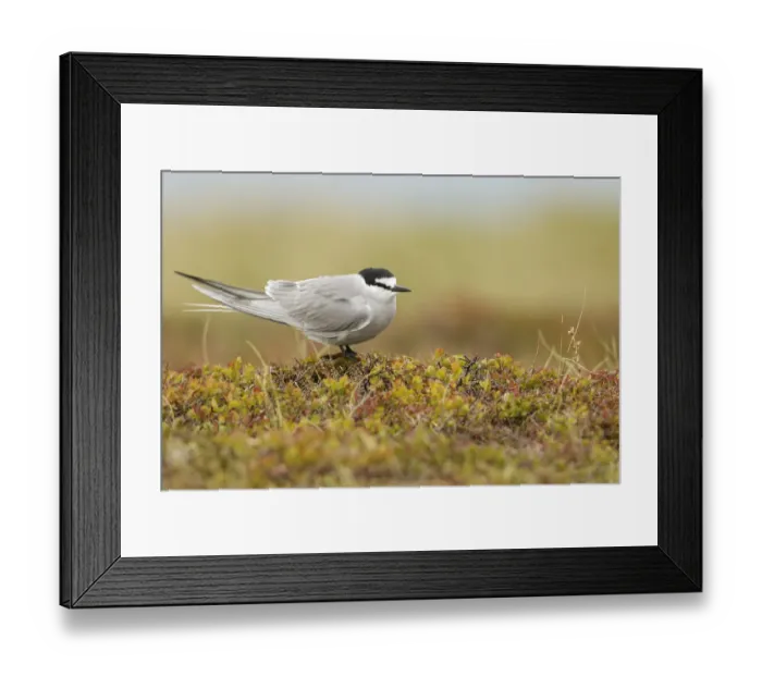 Framed Print : Aleutian Tern (Onychoprion aleuticus), Alaska, USA Framed Print : Aleutian Tern (Onychoprion aleuticus), Alaska, USA