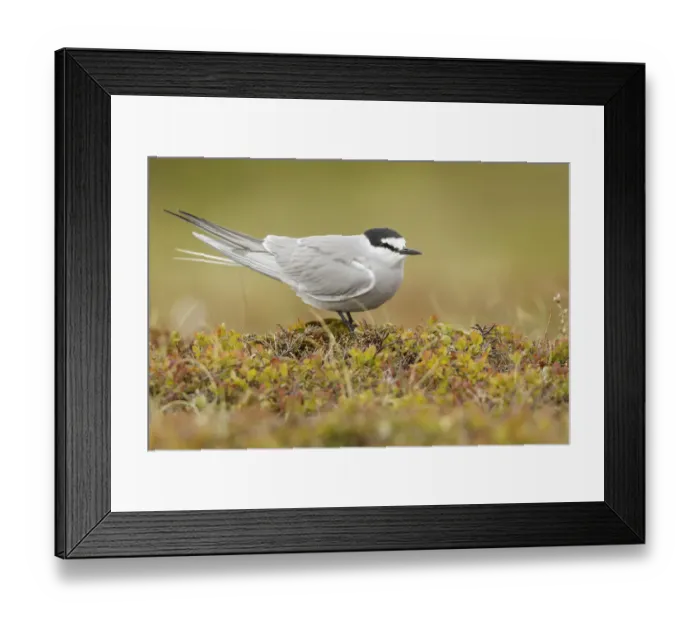 Framed Print : Aleutian Tern (Onychoprion aleuticus), Alaska, USA Framed Print : Aleutian Tern (Onychoprion aleuticus), Alaska, USA