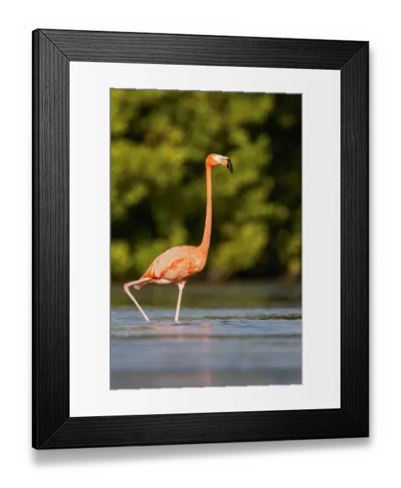 Framed Print : American Flamingo (Phoenicopterus ruber) feeding in a lagoon, Cuba Framed Print : American Flamingo (Phoenicopterus ruber) feeding in a lagoon, Cuba