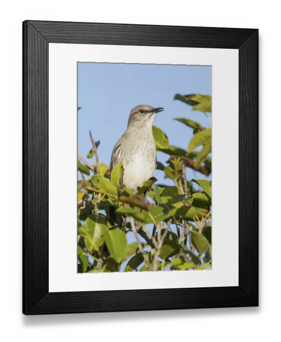 Framed Print : Bahama Mockingbird (Mimus gundlachii), Cuba Framed Print : Bahama Mockingbird (Mimus gundlachii), Cuba