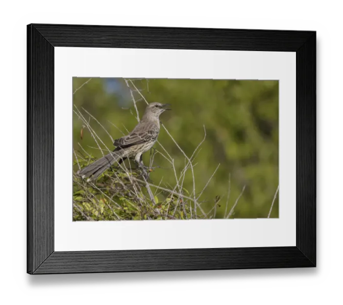 Framed Print : Bahama Mockingbird (Mimus gundlachii) singing, Cuba Framed Print : Bahama Mockingbird (Mimus gundlachii) singing, Cuba