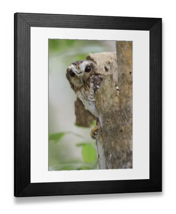 Framed Print : Bare-legged Owl (Margarobyas lawrencii), Cuba Framed Print : Bare-legged Owl (Margarobyas lawrencii), Cuba