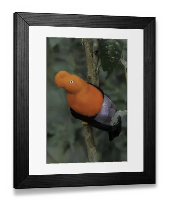 Framed Print : Andean Cock-of-the-rock (Rupicola peruvianus), Manu National Park, Peru Framed Print : Andean Cock-of-the-rock (Rupicola peruvianus), Manu National Park, Peru
