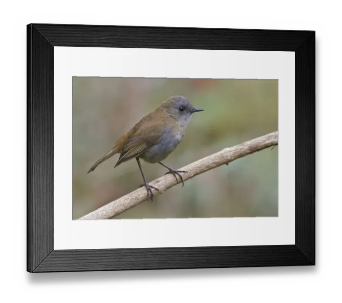 Framed Print : Black-billed Nightingale-thrush (Catharus gracilirostris), Costa Rica Framed Print : Black-billed Nightingale-thrush (Catharus gracilirostris), Costa Rica