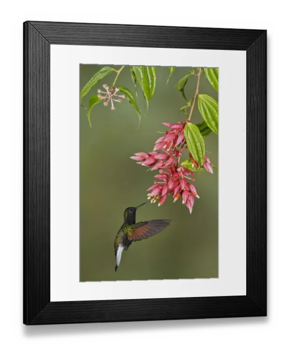 Framed Print : Black-bellied Hummingbird (Eupherusa nigriventris) flying and feeding at a flower Framed Print : Black-bellied Hummingbird (Eupherusa nigriventris) flying and feeding at a flower