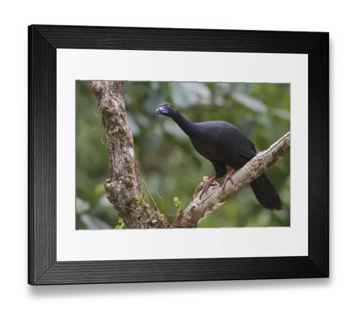 Framed Print : Black Guan (Chamaepetes unicolor), Costa Rica Framed Print : Black Guan (Chamaepetes unicolor), Costa Rica