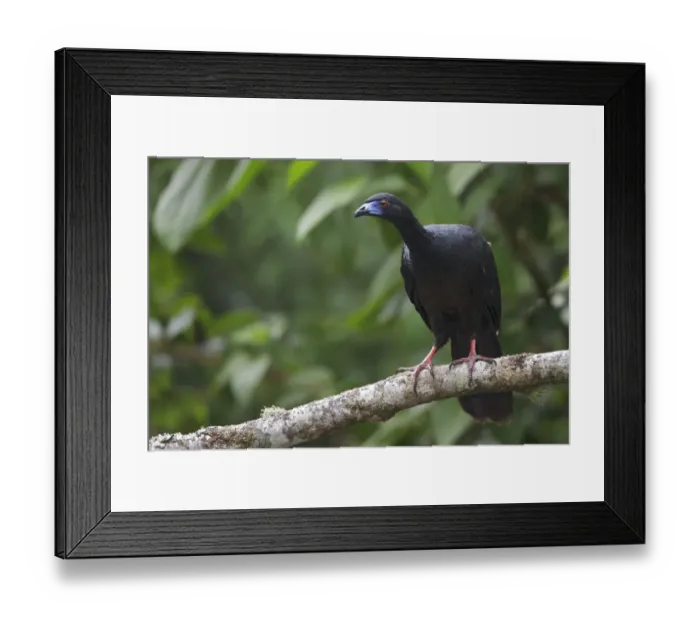 Framed Print : Black Guan (Chamaepetes unicolor), Costa Rica Framed Print : Black Guan (Chamaepetes unicolor), Costa Rica