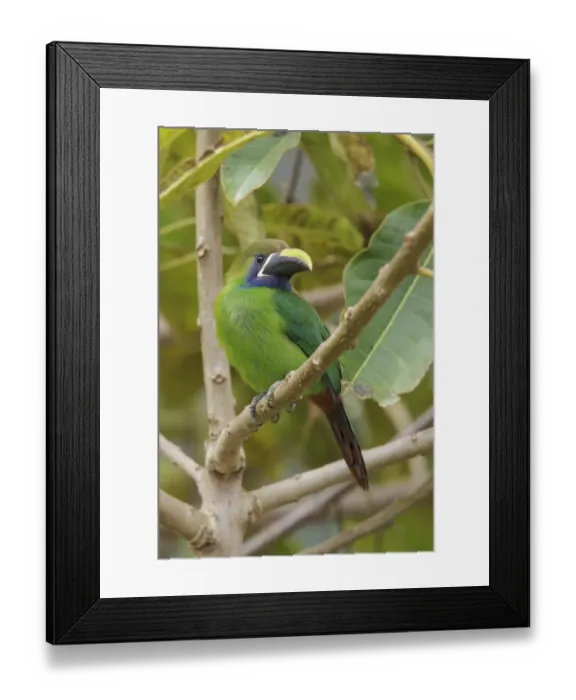 Framed Print : Blue-throated Toucanet (Aulacorhynchus caeruleogularis), Costa Rica Framed Print : Blue-throated Toucanet (Aulacorhynchus caeruleogularis), Costa Rica