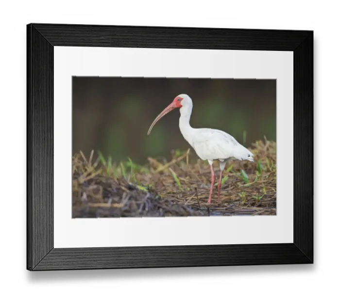 Framed Print : American White Ibis (Eudocimus albus), Costa Rica Framed Print : American White Ibis (Eudocimus albus), Costa Rica