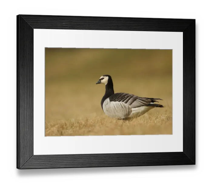 Framed Print : Barnacle Goose (Branta leucopsis), Bavaria, Germany