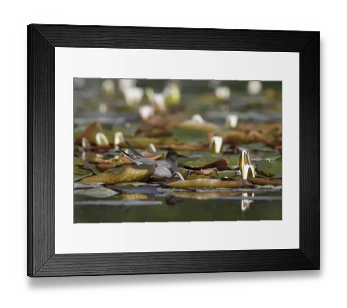 Framed Print : Black Tern (Chlidonias niger) eggs, Mecklenburg-Western Pomerania, Germany