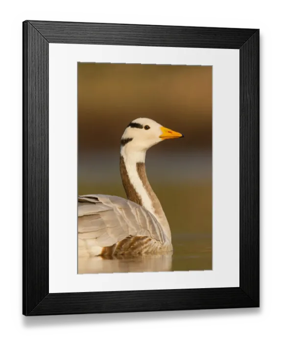 Framed Print : Bar-headed Goose (Anser indicus), Utrecht, The Netherlands Framed Print : Bar-headed Goose (Anser indicus), Utrecht, The Netherlands