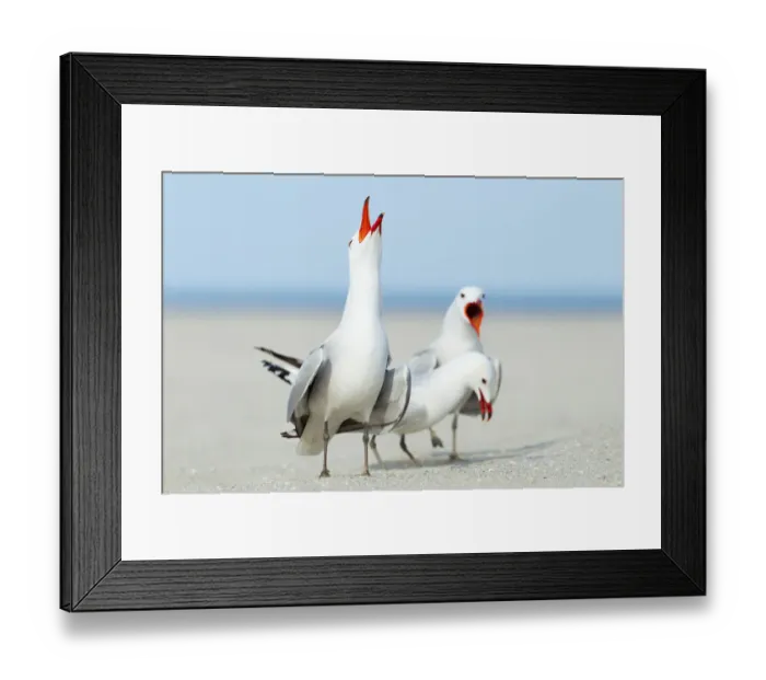 Framed Print : Audouins Gull (Ichthyaetus audouinii) courting, Mallorca, Spain