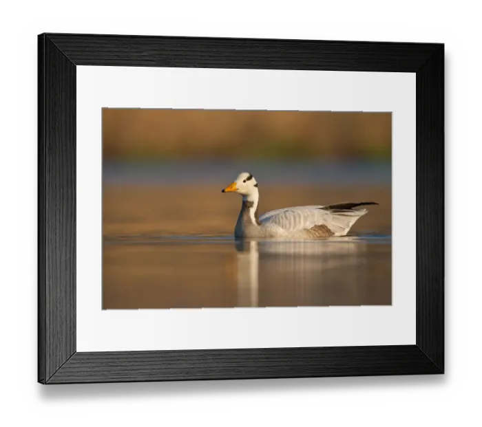 Framed Print : Bar-headed Goose (Anser indicus) female, Utrecht, Netherlands Framed Print : Bar-headed Goose (Anser indicus) female, Utrecht, Netherlands