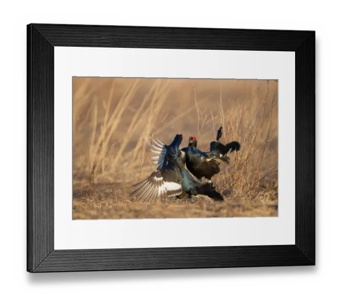 Framed Print : Black Grouse (Lyrurus tetrix) male, Nizhegorodskaya, Russia Framed Print : Black Grouse (Lyrurus tetrix) male, Nizhegorodskaya, Russia