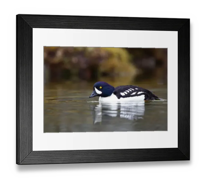 Framed Print : Barrows Goldeneye (Bucephala islandica) male, Iceland Framed Print : Barrows Goldeneye (Bucephala islandica) male, Iceland