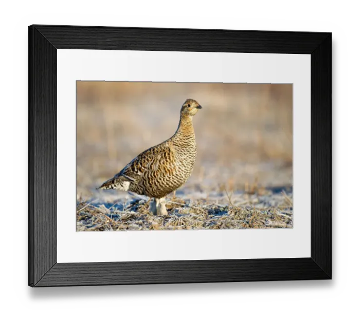 Framed Print : Black Grouse (Lyrurus tetrix) female, Nizhegorodskaya, Russia Framed Print : Black Grouse (Lyrurus tetrix) female, Nizhegorodskaya, Russia