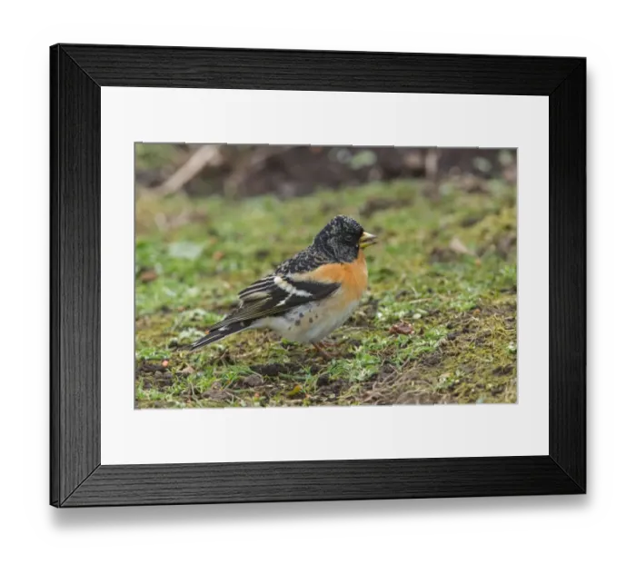 Framed Print : Brambling (Fringilla montifringilla) male, Scotland, United Kingdom Framed Print : Brambling (Fringilla montifringilla) male, Scotland, United Kingdom