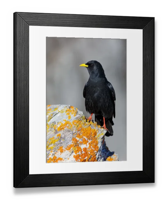 Framed Print : Alpine Chough (Pyrrhocorax graculus), Valais, Switzerland Framed Print : Alpine Chough (Pyrrhocorax graculus), Valais, Switzerland