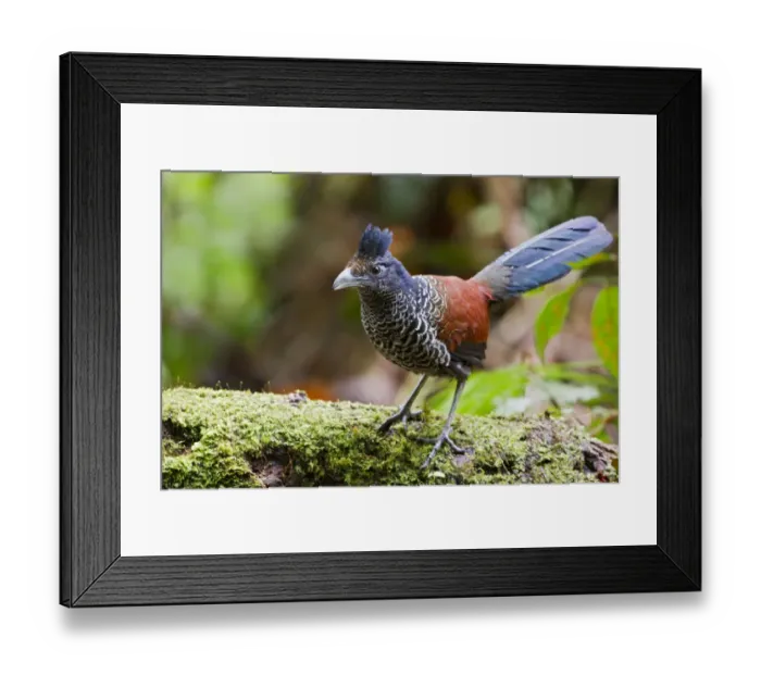 Framed Print : Banded Ground Cuckoo (Neomorphus radiolosus), Ecuador Framed Print : Banded Ground Cuckoo (Neomorphus radiolosus), Ecuador