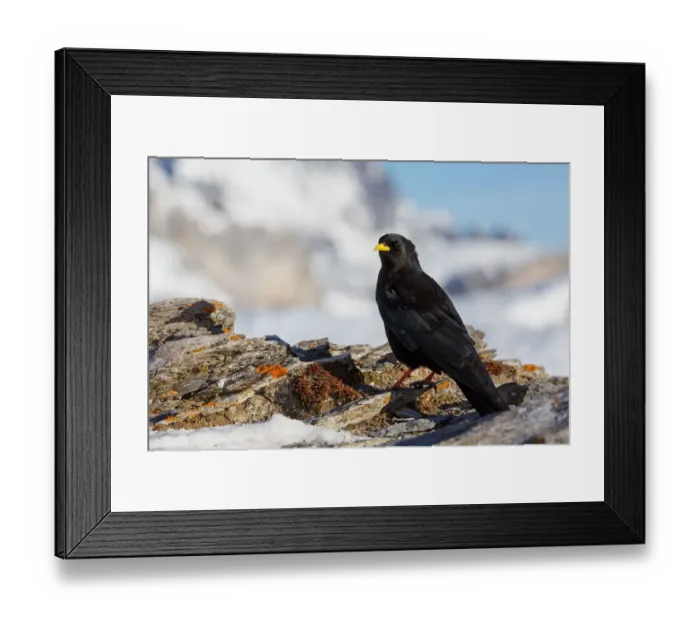 Framed Print : Alpine Chough (Pyrrhocorax graculus), Valais, Switzerland Framed Print : Alpine Chough (Pyrrhocorax graculus), Valais, Switzerland
