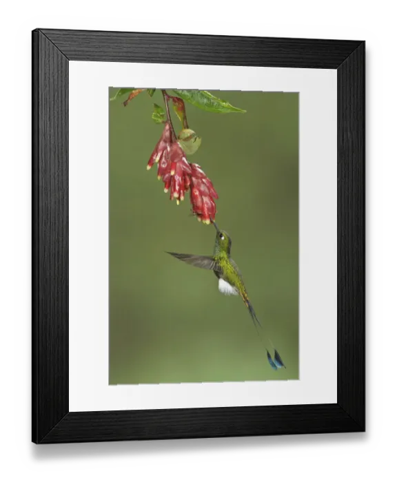 Framed Print : Booted Racket-tail (Ocreatus underwoodii), Ecuador Framed Print : Booted Racket-tail (Ocreatus underwoodii), Ecuador
