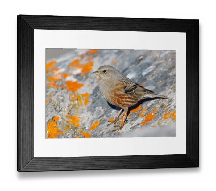 Framed Print : Alpine Accentor (Prunella collaris), Valais, Switzerland Framed Print : Alpine Accentor (Prunella collaris), Valais, Switzerland