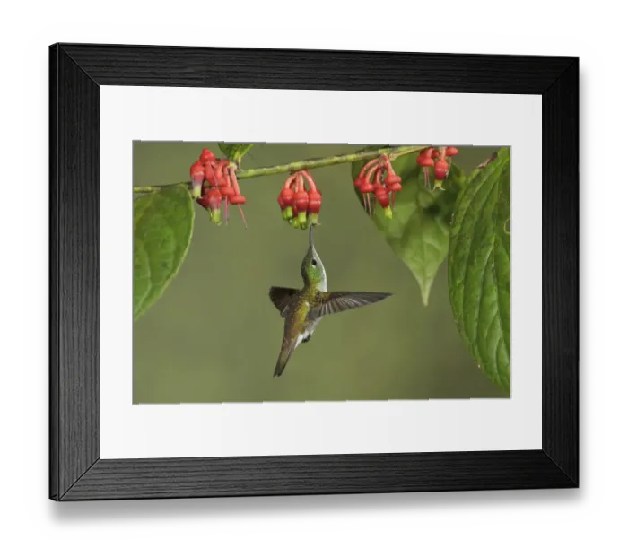 Framed Print : Andean Emerald (Amazilia franciae), Ecuador Framed Print : Andean Emerald (Amazilia franciae), Ecuador