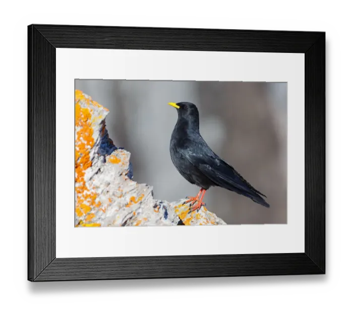 Framed Print : Alpine Chough (Pyrrhocorax graculus), Valais, Switzerland Framed Print : Alpine Chough (Pyrrhocorax graculus), Valais, Switzerland