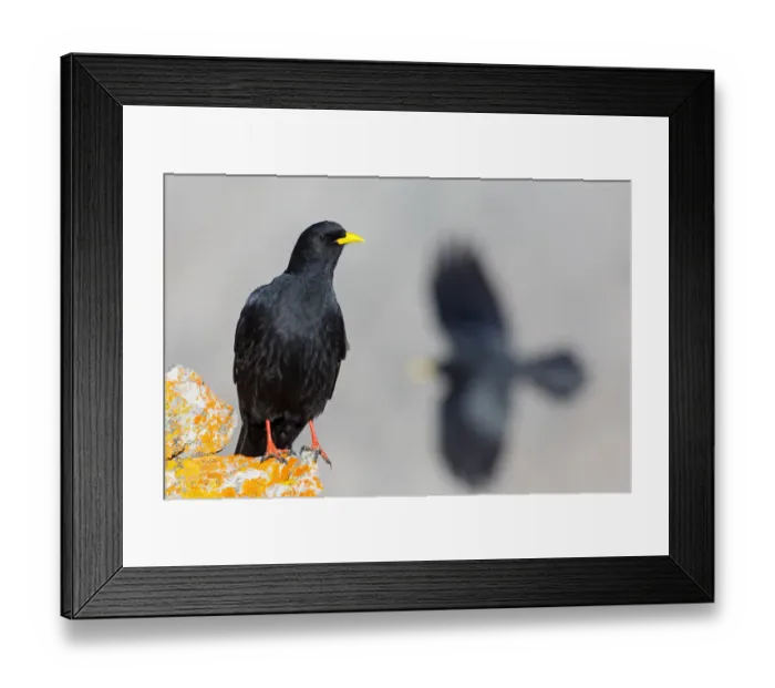 Framed Print : Alpine Chough (Pyrrhocorax graculus), Valais, Switzerland Framed Print : Alpine Chough (Pyrrhocorax graculus), Valais, Switzerland