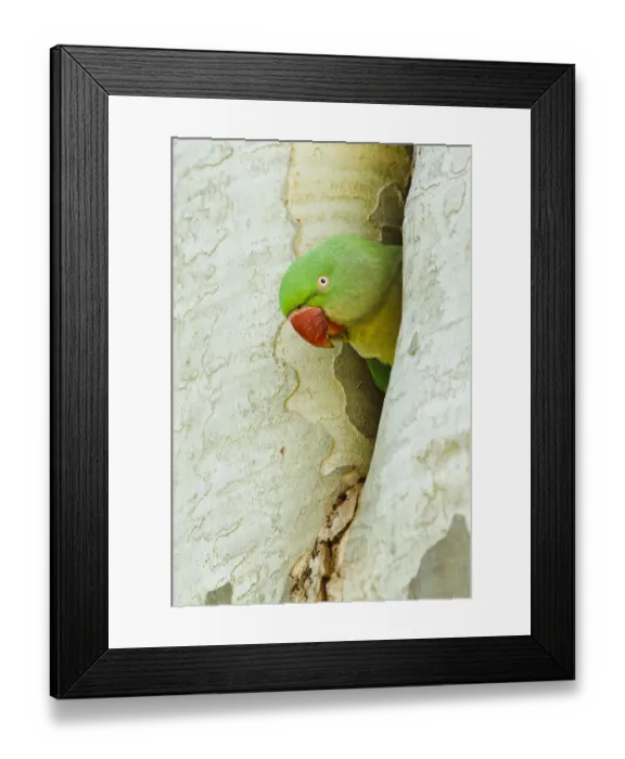 Framed Print : Alexandrine Parakeet (Psittacula eupatria) female, Rhineland-Palatinate, Germany Framed Print : Alexandrine Parakeet (Psittacula eupatria) female, Rhineland-Palatinate, Germany