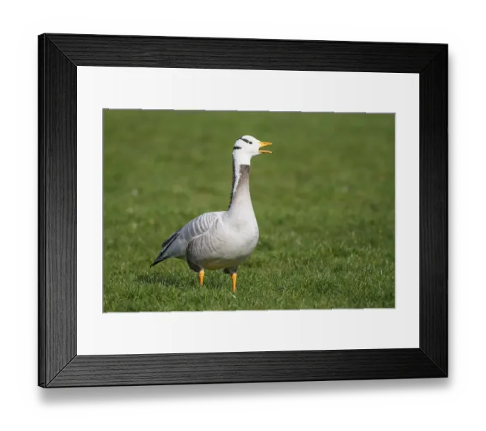 Framed Print : Bar-headed Goose (Anser indicus) calling, The Netherlands Framed Print : Bar-headed Goose (Anser indicus) calling, The Netherlands