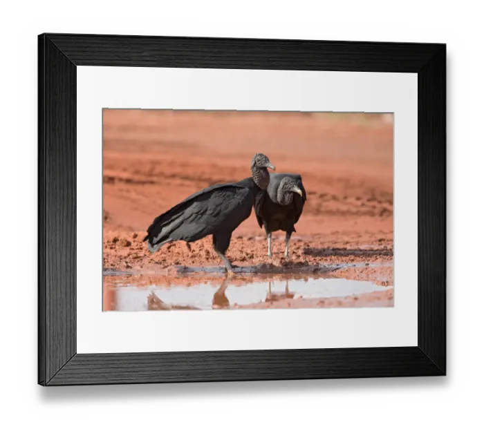 Framed Print : Black Vulture (Coragyps atratus), Brazil Framed Print : Black Vulture (Coragyps atratus), Brazil