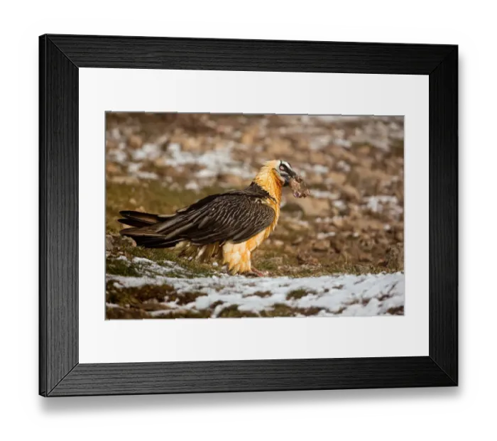 Framed Print : Bearded Vulture (Gypaetus barbatus), Catalonia, Spain Framed Print : Bearded Vulture (Gypaetus barbatus), Catalonia, Spain