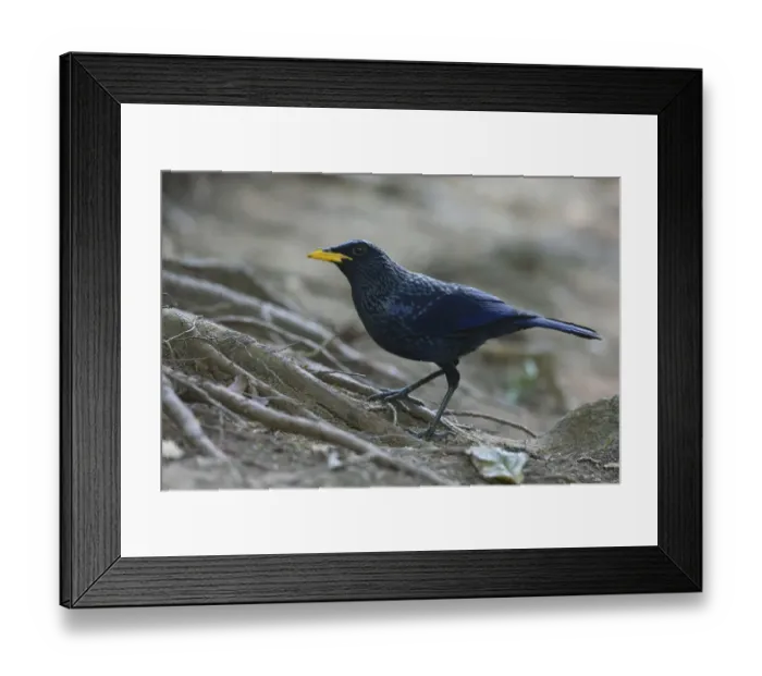 Framed Print : Blue Whistling Thrush (Myophonus caeruleus), Thailand Framed Print : Blue Whistling Thrush (Myophonus caeruleus), Thailand
