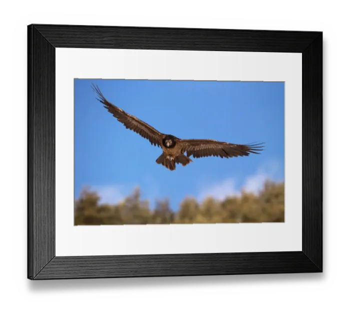 Framed Print : Bearded Vulture (Gypaetus barbatus) flying, Pyrenees, Spain Framed Print : Bearded Vulture (Gypaetus barbatus) flying, Pyrenees, Spain