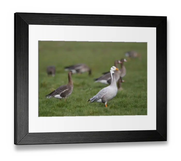 Framed Print : Bar-headed Goose (Anser indicus) and Greater White-fronted Geese (Anser albifrons) Framed Print : Bar-headed Goose (Anser indicus) and Greater White-fronted Geese (Anser albifrons)